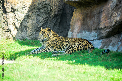 Fototapeta Naklejka Na Ścianę i Meble -  Leopard resting in the shade
