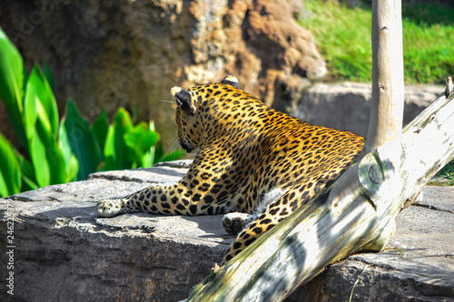 leopard watching from a rock photo