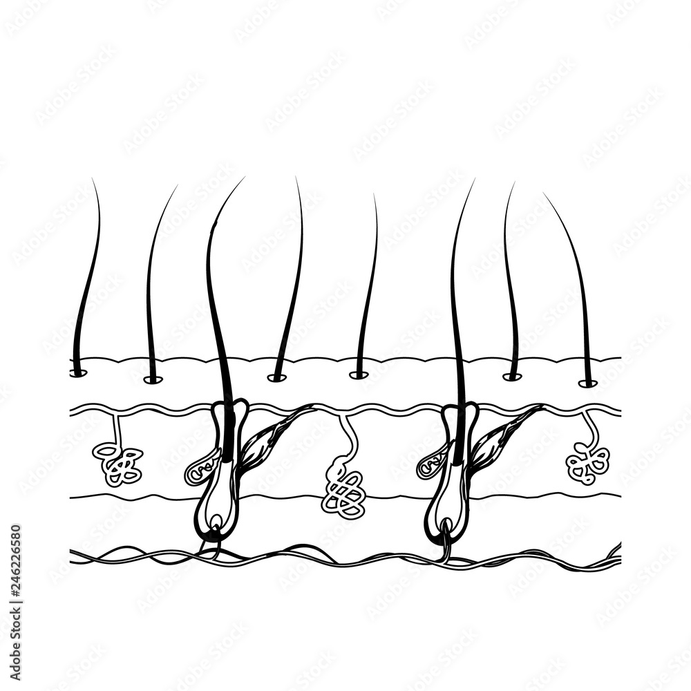 Black and white illustration of the structure of the hair root i Stock Vector Adobe Stock