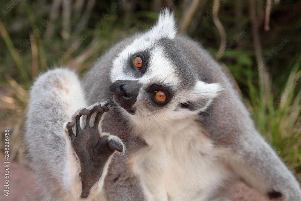 Fototapeta premium lemure