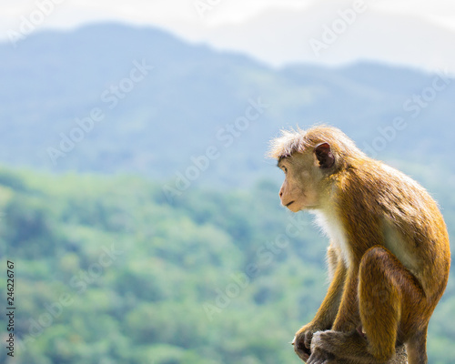animal Sri Lanka