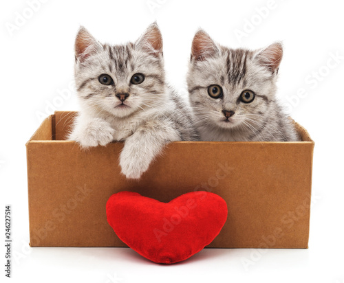 Canvas Print Cats and red heart.