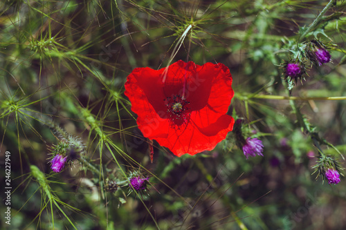 Fototapeta Naklejka Na Ścianę i Meble -  papaver rhoeas red flower