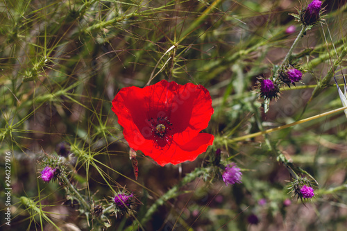 Fototapeta Naklejka Na Ścianę i Meble -  red poppy flower