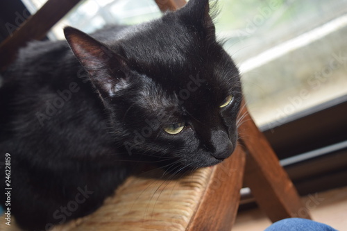 Tête de chat noir