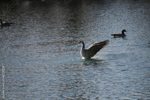 duck mid-flight