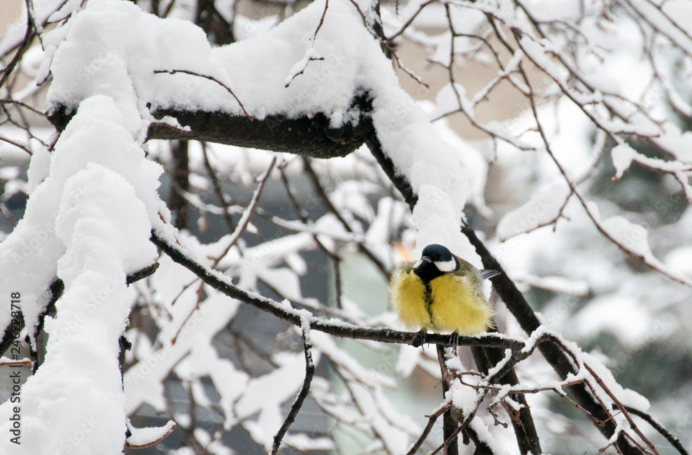 Portrait of the great tit (Parus major) in winter