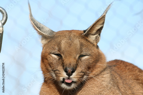 lynx