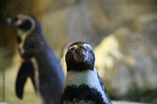 penguin