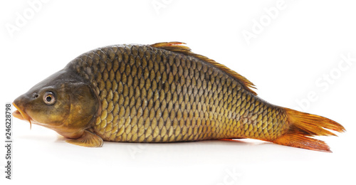 Big fresh carp.