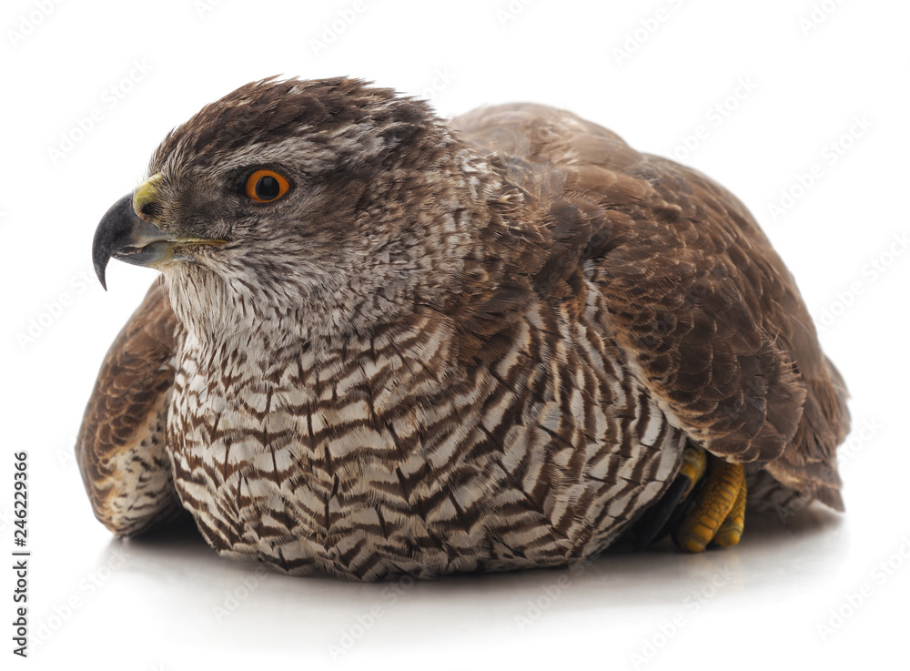 Naklejka premium One brown falcon.