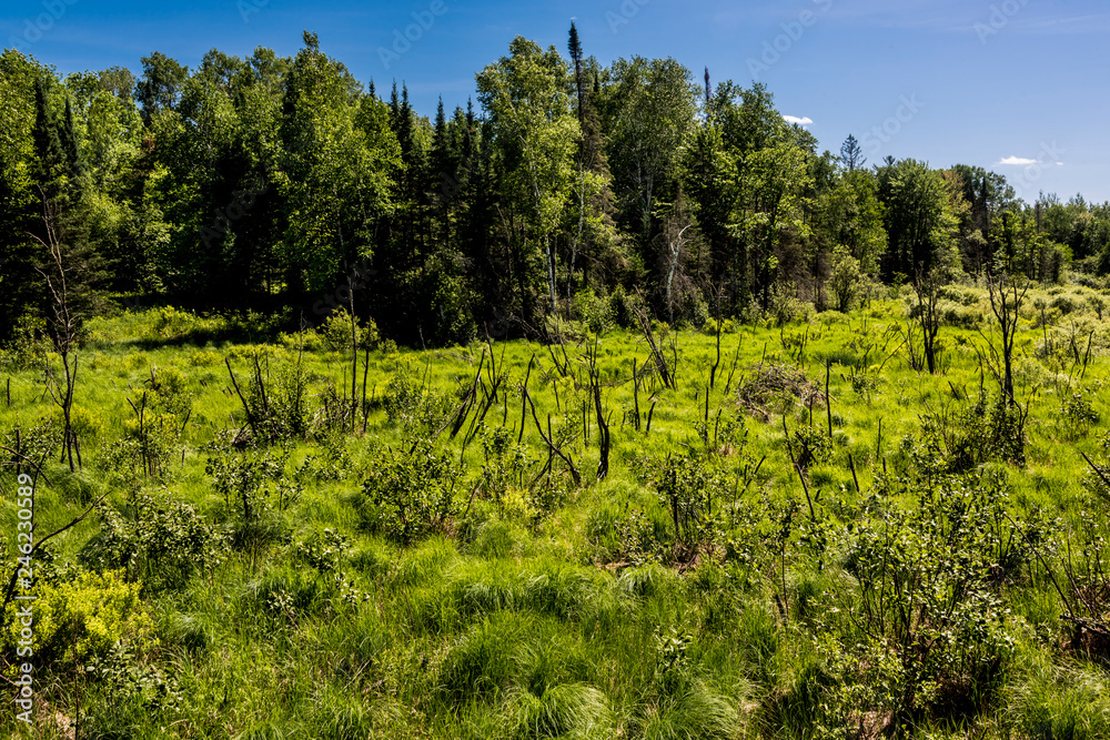 Naklejka premium Wetland