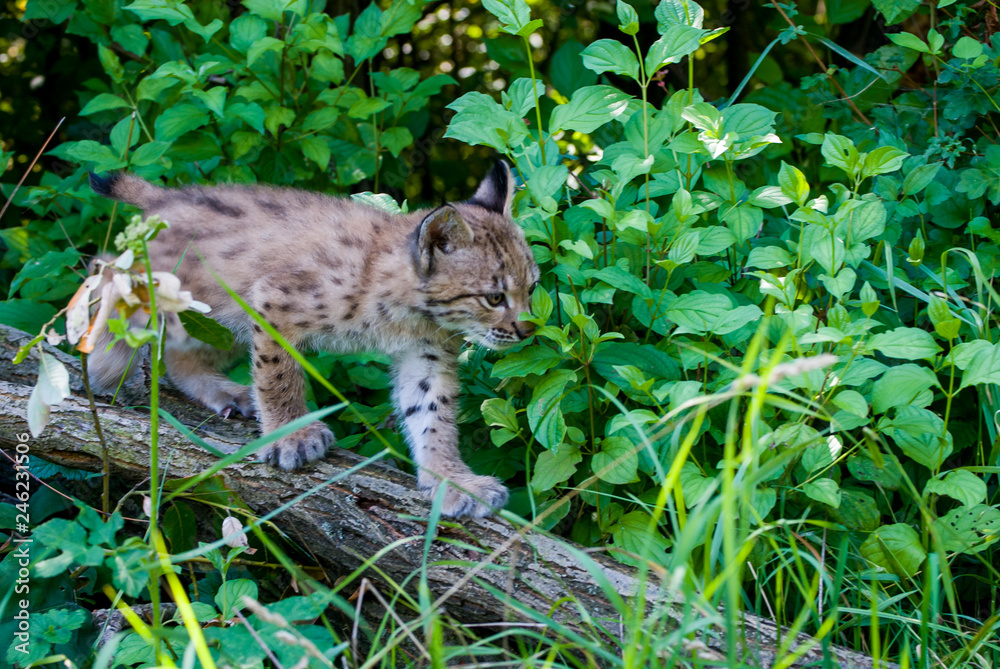 Fototapeta premium Young lynx