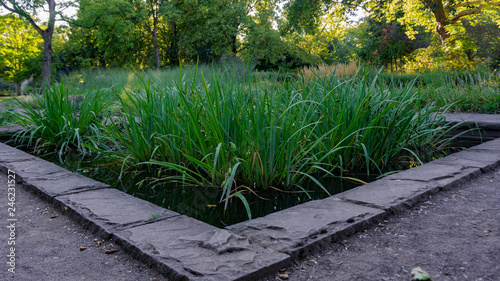 Ein Teich im Park mit grünen Pflanzen, Botanischer Garten in Duisburg Hamborn photo