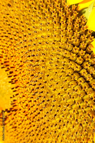 field of sunflowers  sunflowers  plant  flowers flower blossom