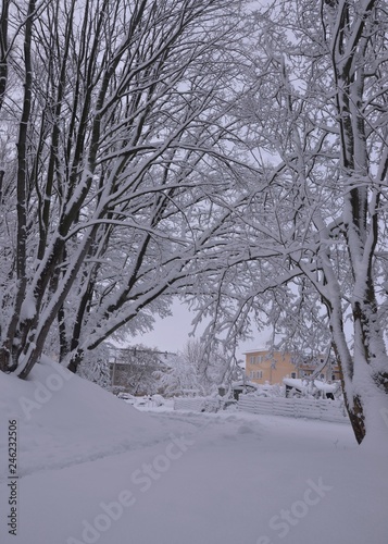 Weiß verschneite Winterlandschaft - Bäumchen am Hang schneebedeckt  © alisseja