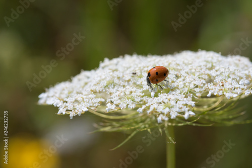Macro Ladybug on White Wildflowers