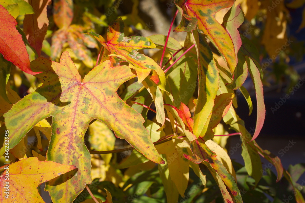 Obraz premium Colorful background of autumn leaves