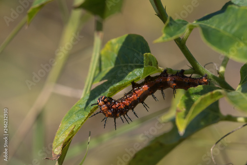 Macro Gulf Fritillary Caterpillar Underneath Green Leaves