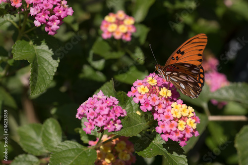 Gulf Fritillary Wings Up Butterfly on Lantana Blooms