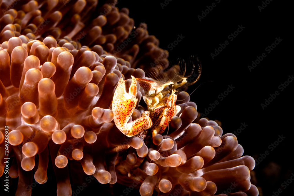 Der richtige Zeitpunkt StockFoto Adobe Stock