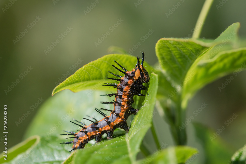 Macro Gulf Fritillary Caterpillar Among Green Leaves