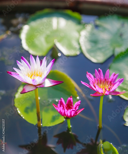beautiful blossoming aquatic white and purple water lily  lotus  flowers in green pond background. Nature  Natural Plant  Flora  Environment  Life Organism  Ecology  Botany and Buddhism Symbol concept