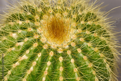 Prickly cactus  close up.