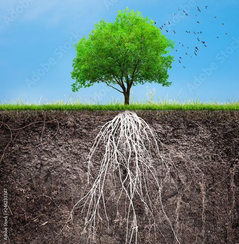 ф tree and soil with roots and grass 3D illustration photo