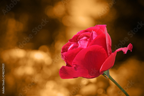 Blooming rose Bud in spring