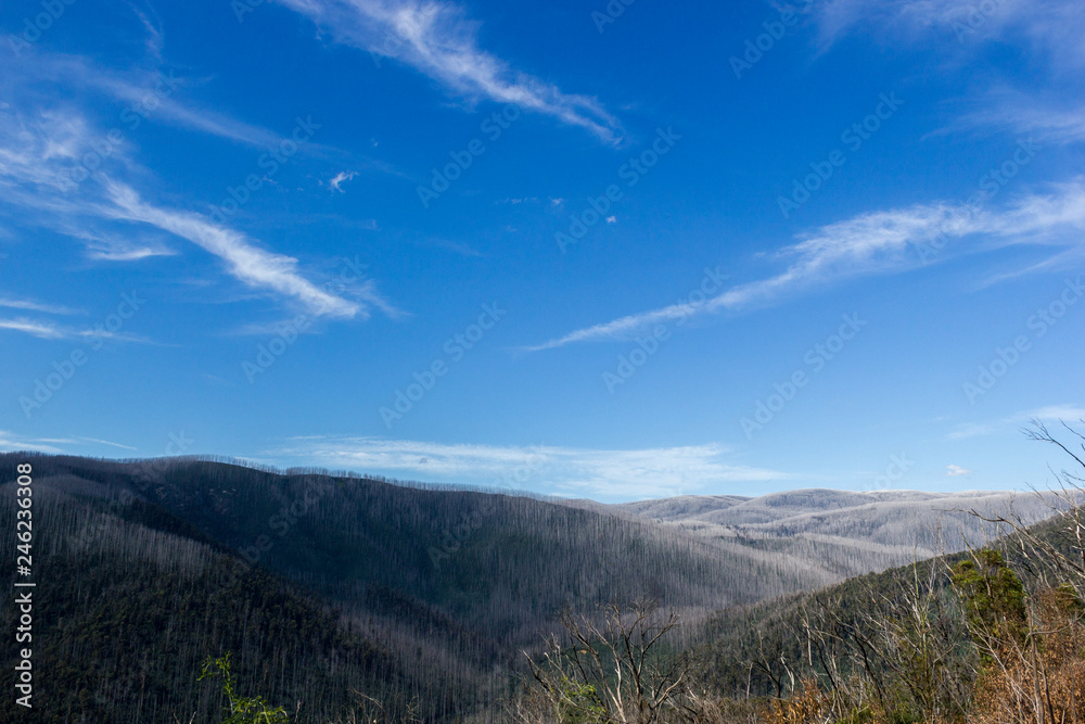 Mountains covered with dead trees, East Warburton, Australia