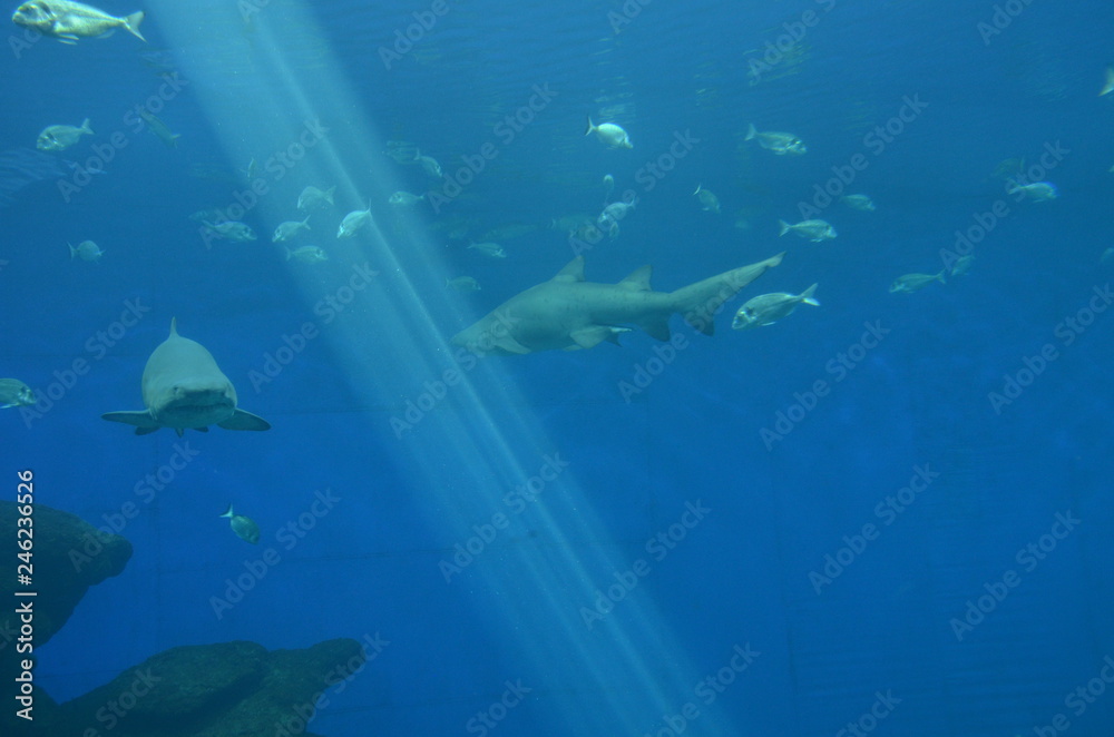 underwater world underwater world