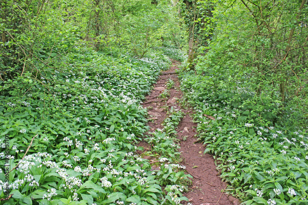 Path through a wood in spring Path through a wood in spring