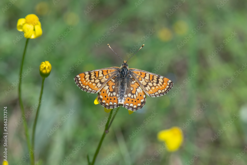 Nymphalidae / Güzel Nazuğum / / Euphydryas orientalis Nymphalidae / Güzel Nazuğum / / Euphydryas orientalis