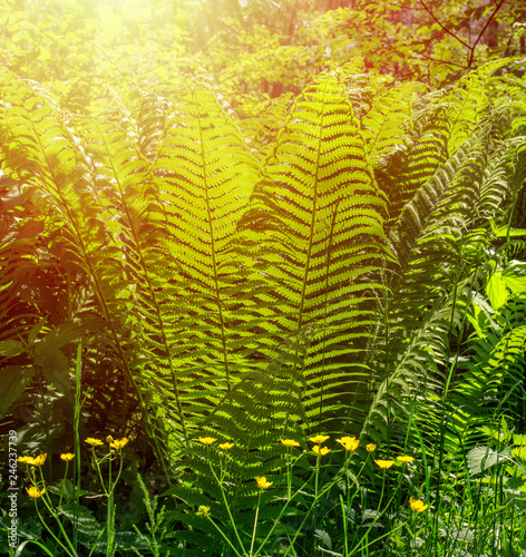 beautiful fern bush in the forest under the rays of the bright sun. Background Texture