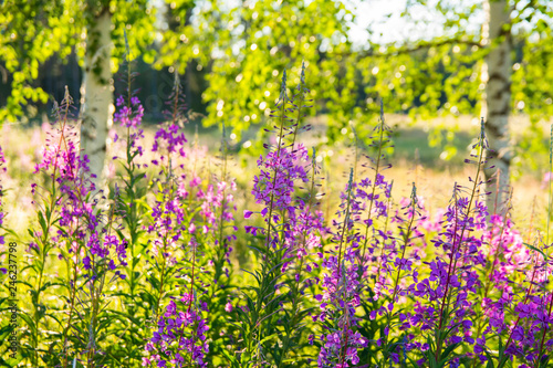 Fireweed blooming, finnish summer, Savukoski, Finland