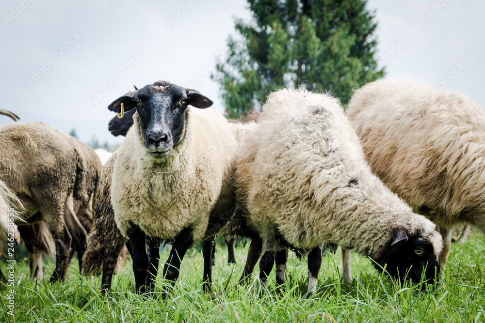 Obraz premium sheeps on the pasture