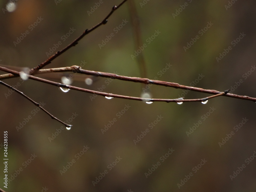 Water Drops on Nude Tree Branches Water Drops on Nude Tree Branches