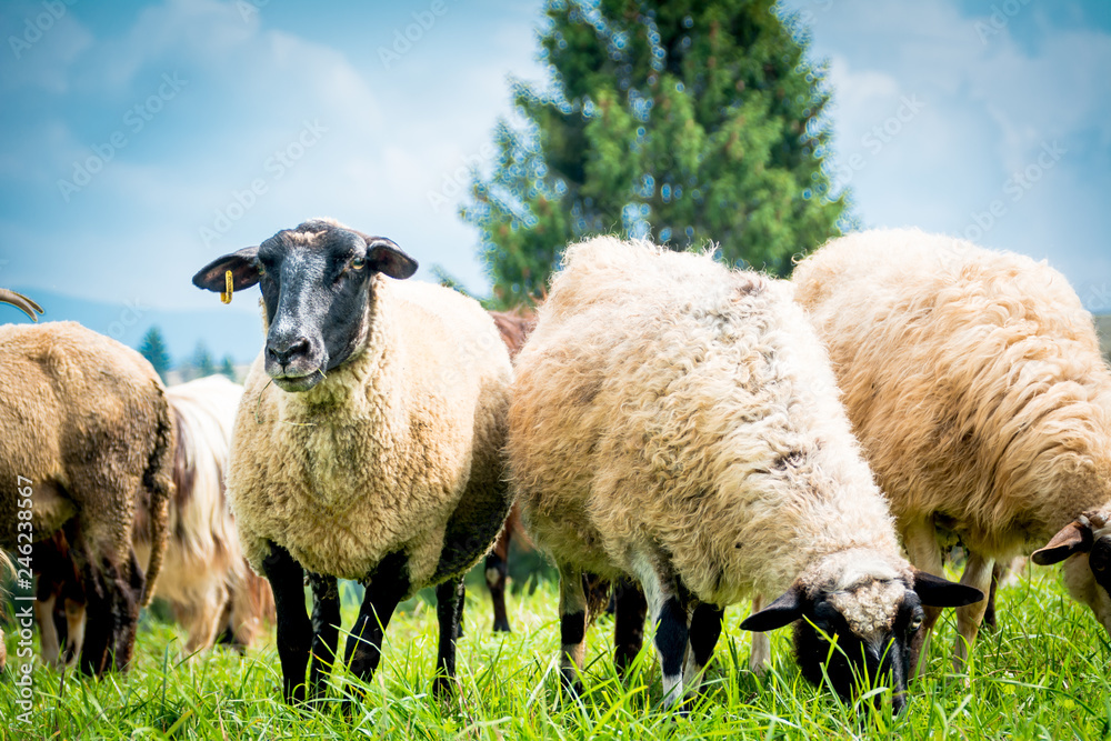 Fototapeta premium sheeps on the pasture