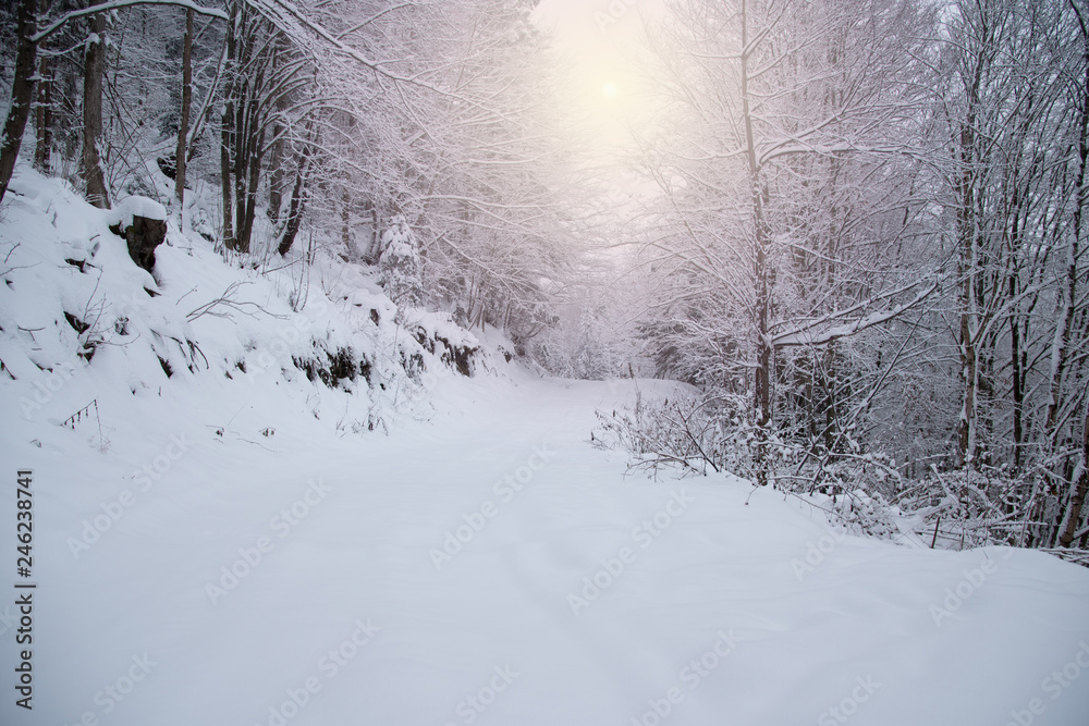 Obraz premium Snow covered trees in the winter forest