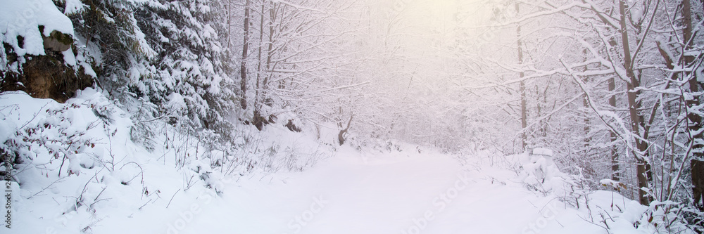 Fototapeta premium Snow covered trees in the winter forest