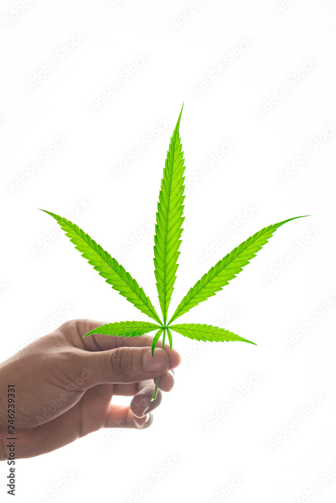 green marijuana leaf young plant in hand green marijuana leaf young plant in hand