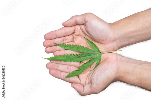 green marijuana leaf young plant in hand
