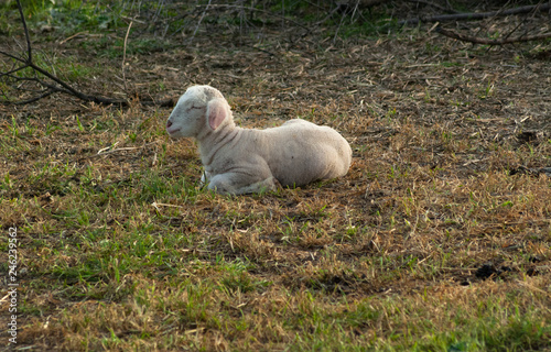 Borrego Durmiendo