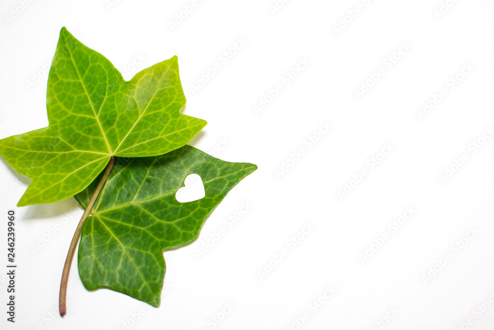 Fototapeta premium Two green leaves, with a punched heart.