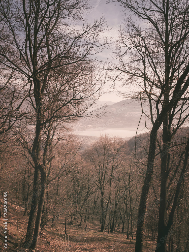 Trees in a forest - moody desaturated image Trees in a forest - moody desaturated image