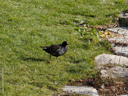 Gallinula chloropus - Une Gallinule poule d'eau picorant sur la berge photo