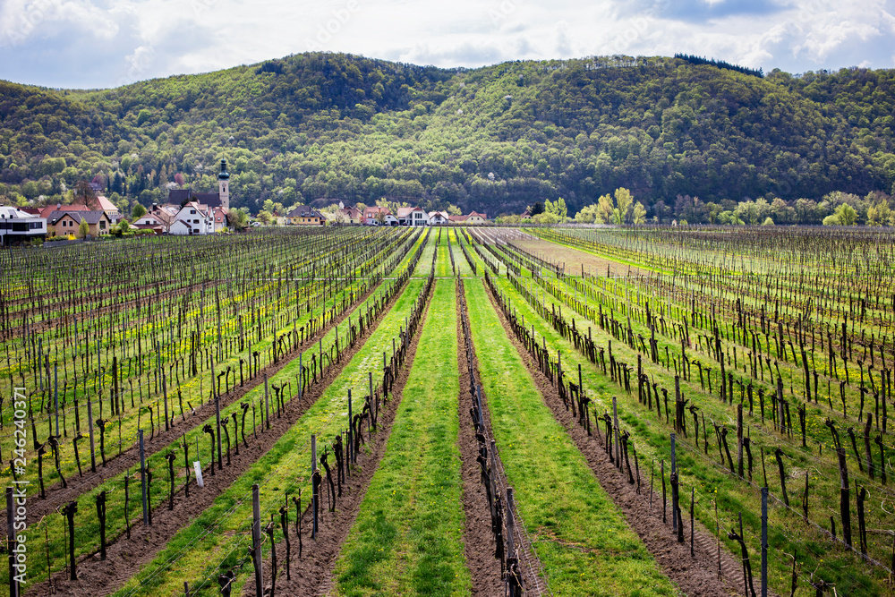 Vineyard in Moravia, Czech Republic