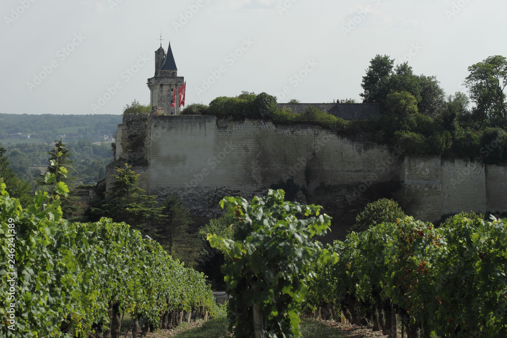 Obraz premium Vignes