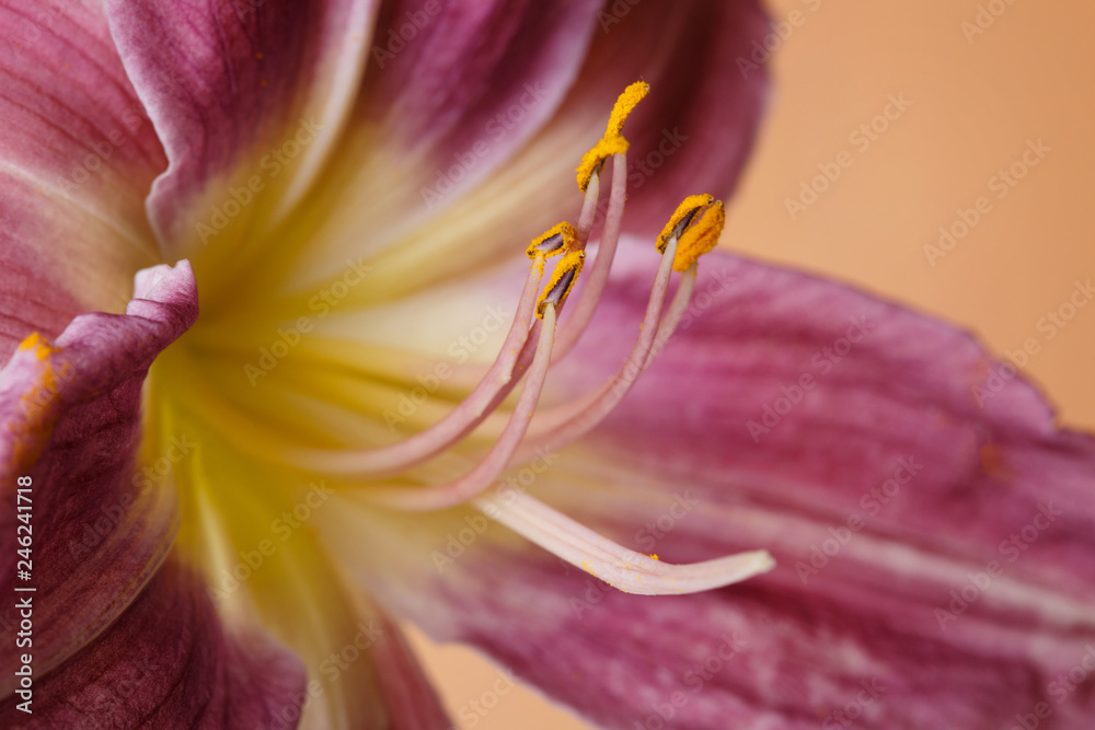 Flower of a lilac daylily with a yellow center. Isolated on a beige background, macro.